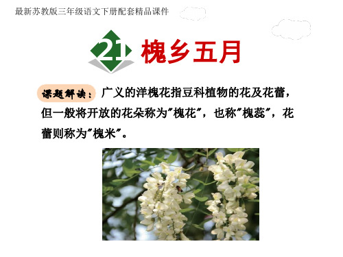 三年级下册语文课件-槐乡五月 ∣苏教版 (共35张PPT)