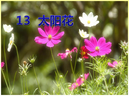 《太阳花》PPT课件2