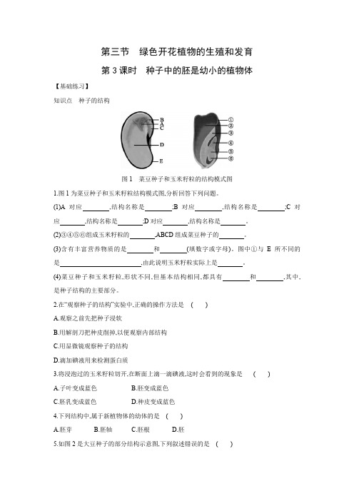 10.3    绿色开花植物的生殖和发育(第3课时)同步练习 2022学年京改版八年级生物上册
