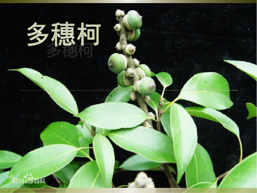多穗柯