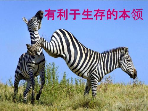 最新苏教版小学科学六年级下册《2.有利于生存的本领》公开课课件1