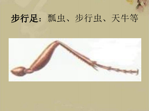 昆虫足的结构与类型