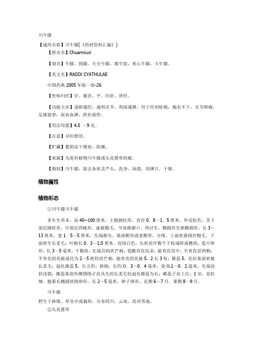 川牛膝