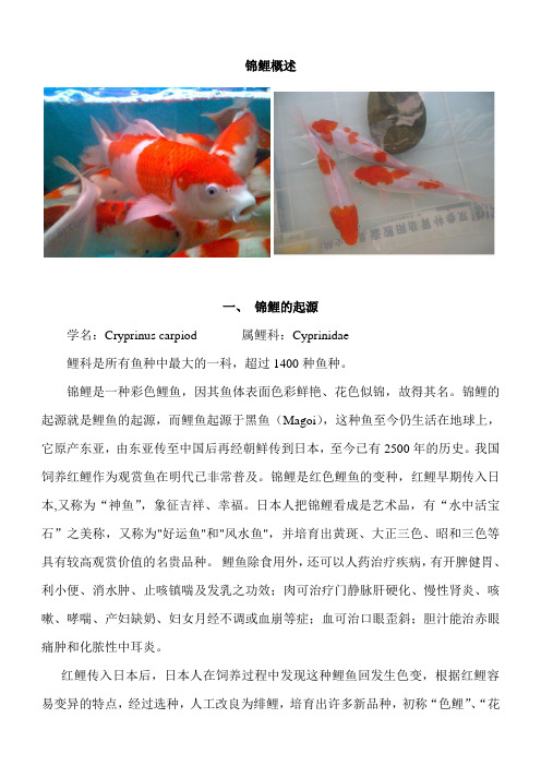 锦鲤品种概述