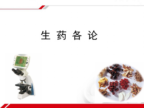 真菌蕨类裸子中药(虫草贯众麻黄)PPT课件