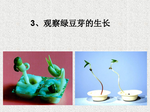 科学五上1.3《观察绿豆芽的生长》(2)