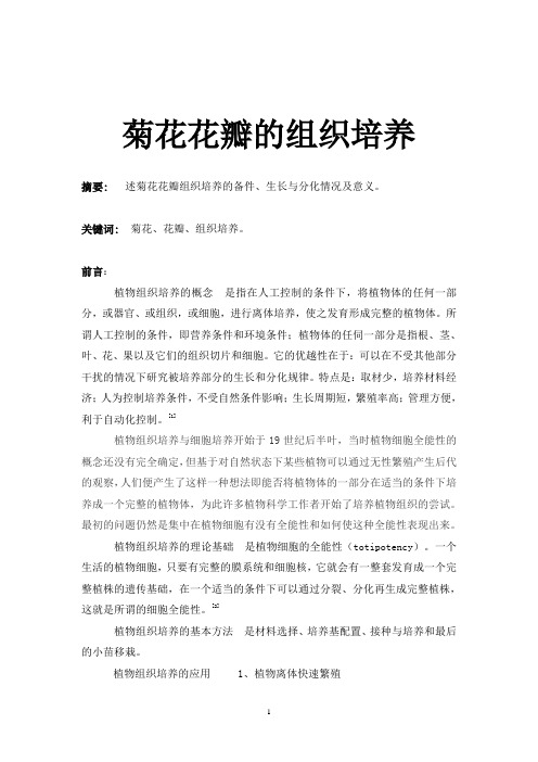 菊花花瓣的组织培养