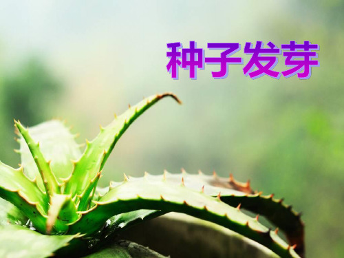 《种子发芽》PPT课件4