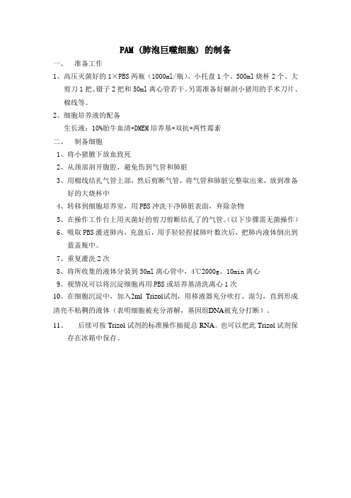 肺泡巨噬细胞的制备及RNA提取