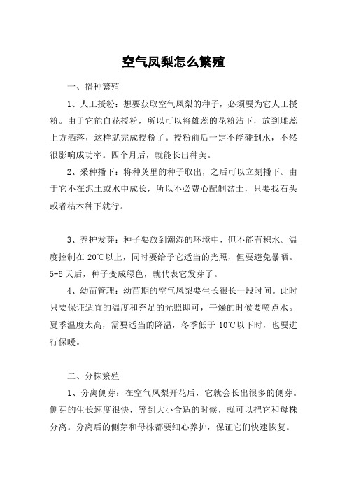 空气凤梨怎么繁殖