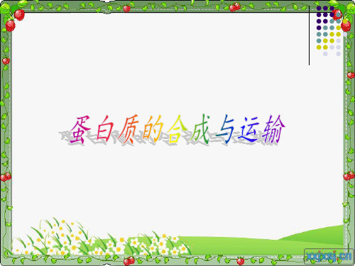蛋白质的合成与运输分解