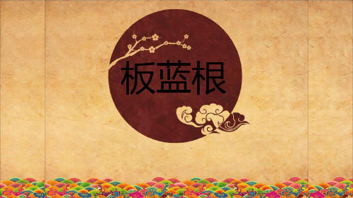 板蓝根介绍(共9张PPT)