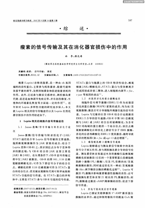 瘦素的信号传输及其在消化器官损伤中的作用