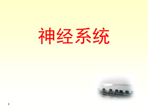 09-10-2中枢神经系统-02 系统解剖学