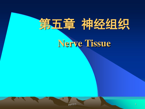 神经组织(徐医)组织胚胎学 ppt课件