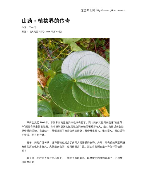 山药：植物界的传奇