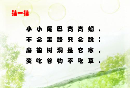 小麻雀PPT课件