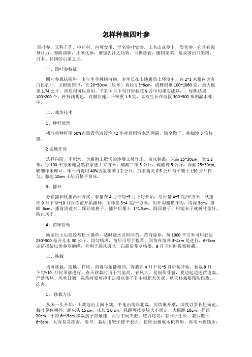 怎样种植四叶参