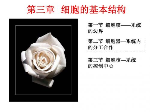 细胞的基本结构