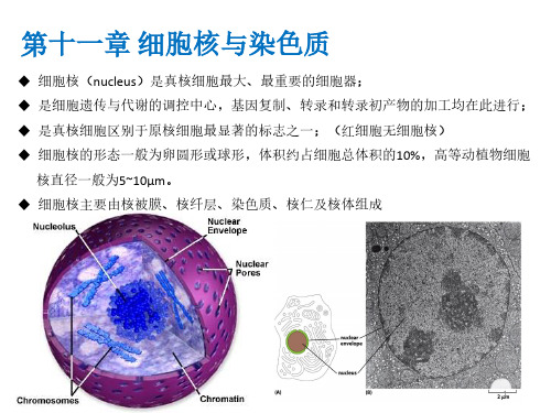 第十一章细胞核与染色质