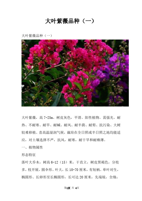 大叶紫薇品种（一）