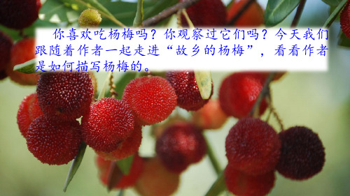 《我爱故乡的杨梅》完美版(共26张PPT)