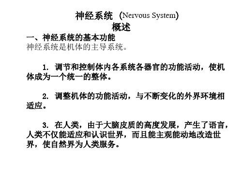 人体解剖学资料—神经系统总论