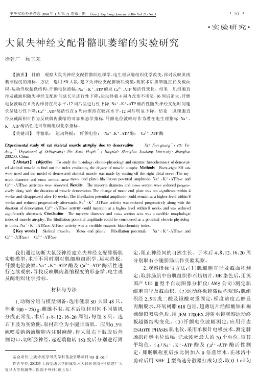 大鼠失神经支配骨骼肌萎缩的实验研究