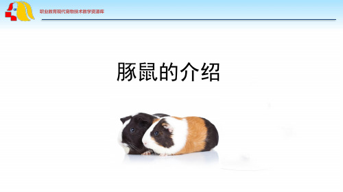豚鼠的介绍(终稿).