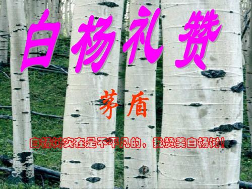 八年级语文下册课件：2白杨礼赞 课件(共22张PPT)