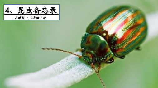 人教部编版语文《昆虫备忘录》PPT精品课件2