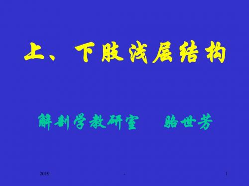 上、下肢浅层结构ppt课件