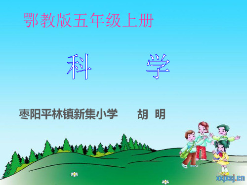 树木中的纹路