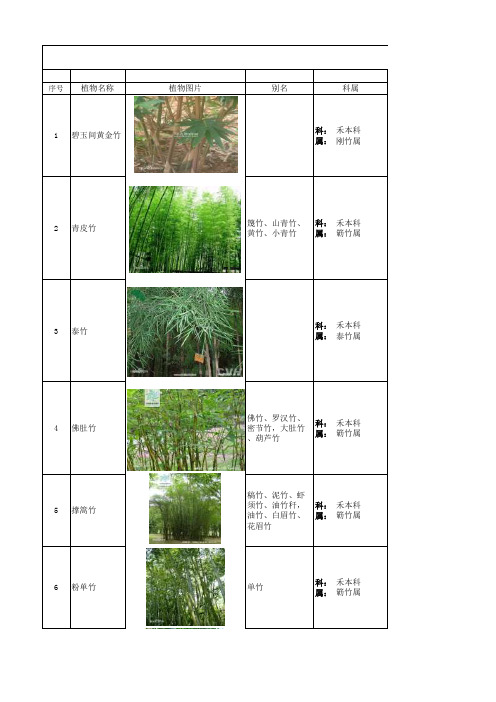 常用园林植物表——竹类