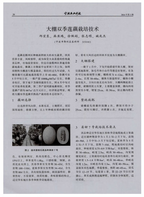 大棚双季莲藕栽培技术