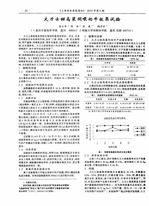 大力士甜高粱饲喂奶牛效果试验