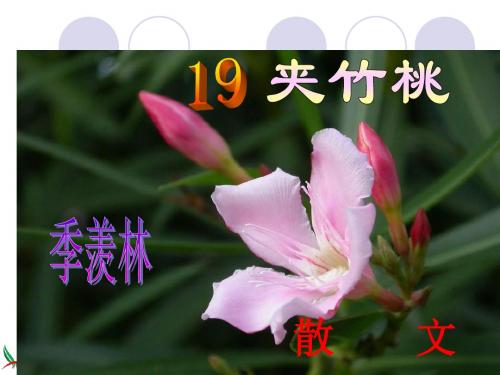 19、《夹竹桃》