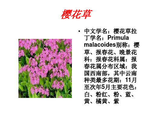 樱花草