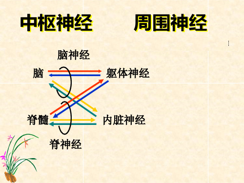 周围神经解剖分解
