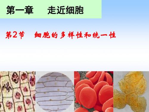 人教版必修一第一章第2节细胞的多样性和统一性(共28张PPT)