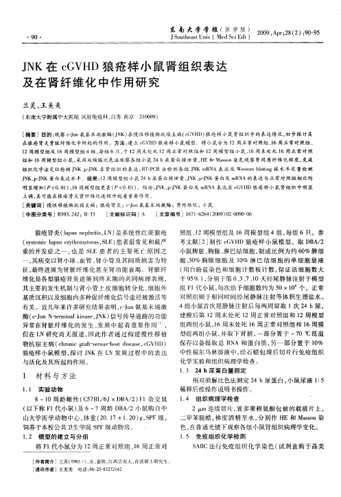 JNK在cGVHD狼疮样小鼠肾组织表达及在肾纤维化中作用研究