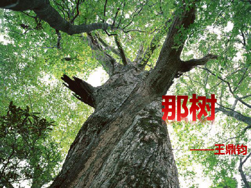 初中语文_《那树》课堂实录教学课件设计