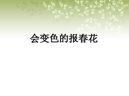 《会变色的报春花》PPT课件