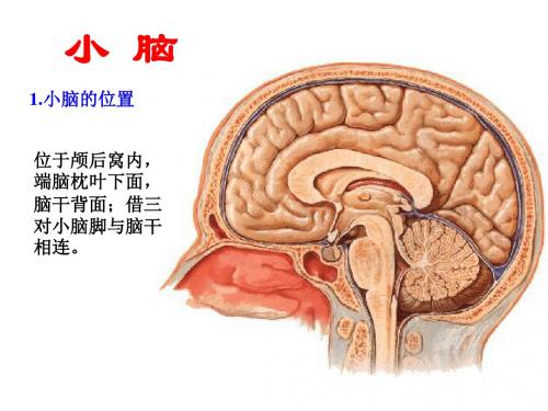 30小脑,间脑-PPT文档资料34页