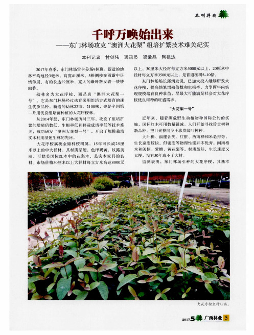 千呼万唤始出来——东门林场攻克“澳洲大花梨”组培扩繁技术难关纪实