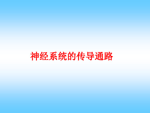 神经系统传导通路