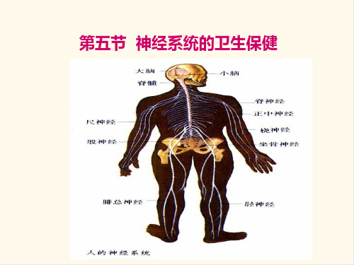 济南版七年级生物下册课件3.5.5神经系统的卫生保健
