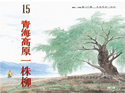 15.青海高原一株柳.ppt