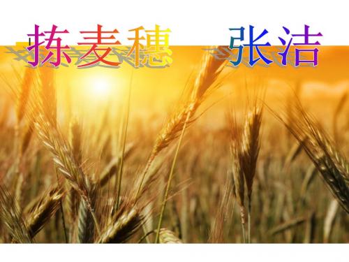 【精品课件】《拣麦穗》(公开课)