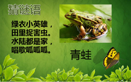 北师大版二年级语文下册《青蛙与蜻蜓》精品课件